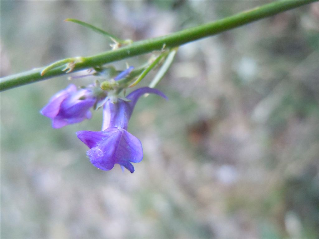 Dall''Abruzzo : Linaria purpurea